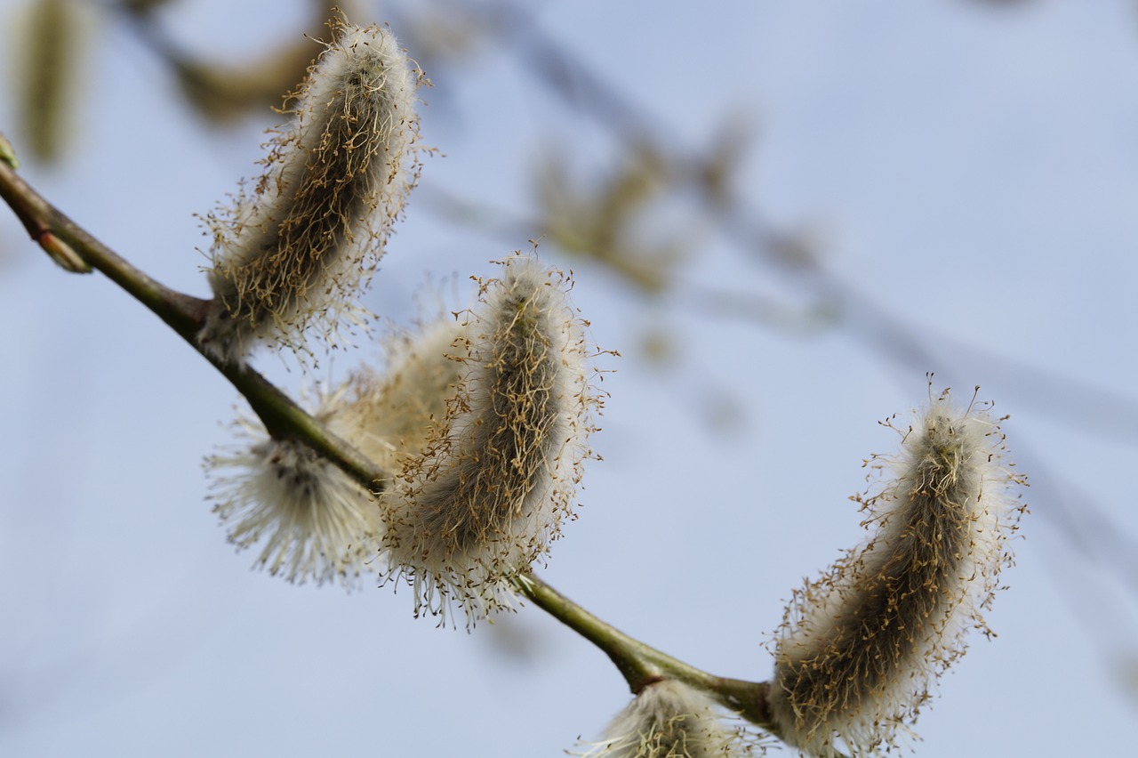 The Biology of Allergies - How They Develop and Can Be Managed